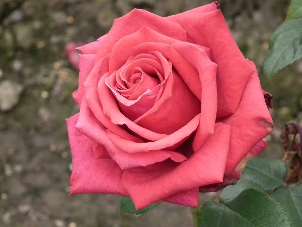 National Trust - Hybrid Tea Rose