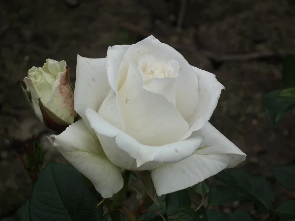 Pascali (Lenip) - Hybrid Tea Rose