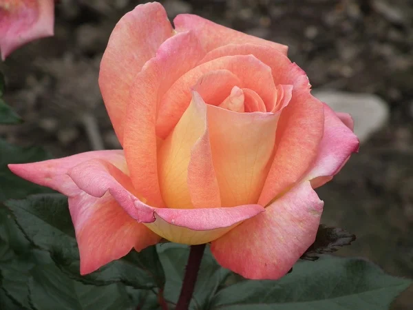 Piccadilly (Macar) - Hybrid Tea Rose