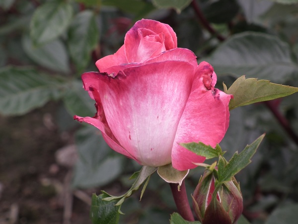 Rose Gaujard - Hybrid Tea Rose