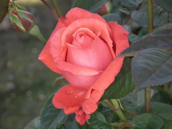 Super Star - Hybrid Tea Rose