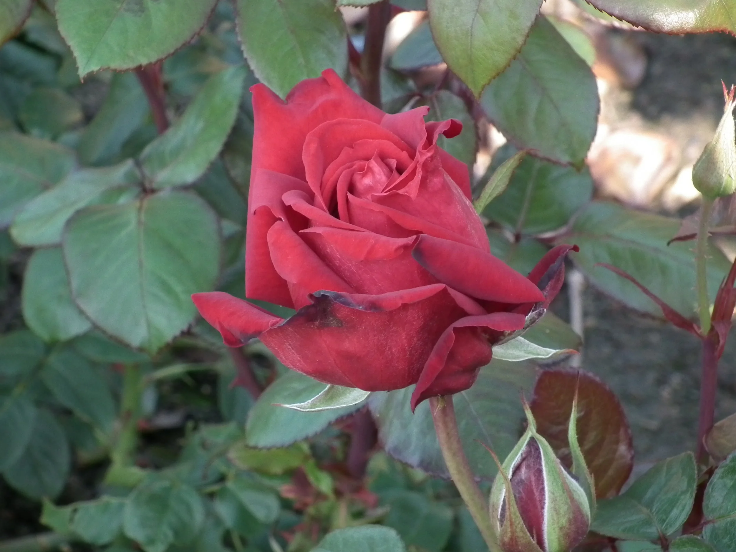 Loving Memory (Korgrund 81) - Hybrid Tea Rose