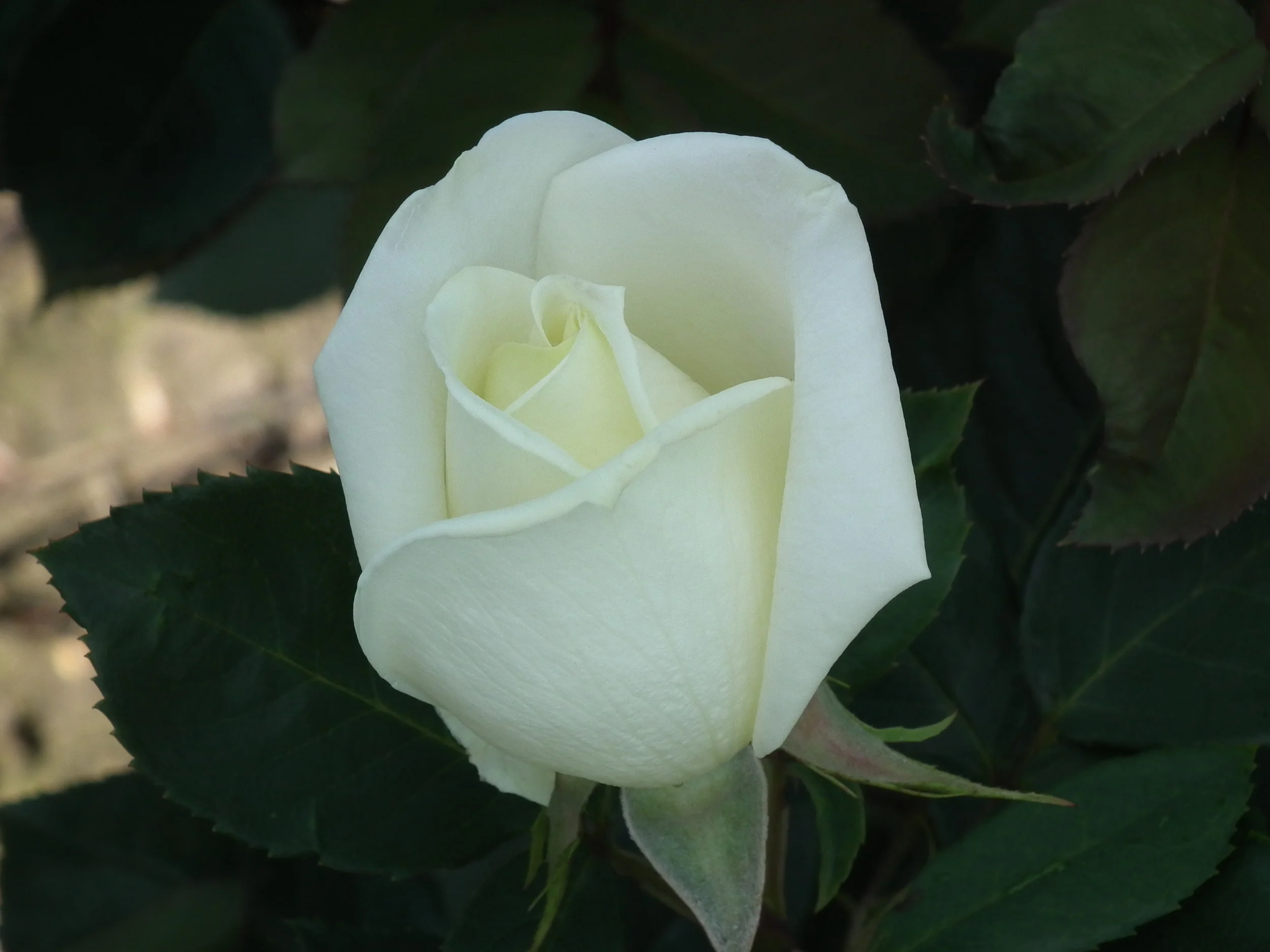 Polar Star (Tanlarpost) - Hybrid Tea Rose