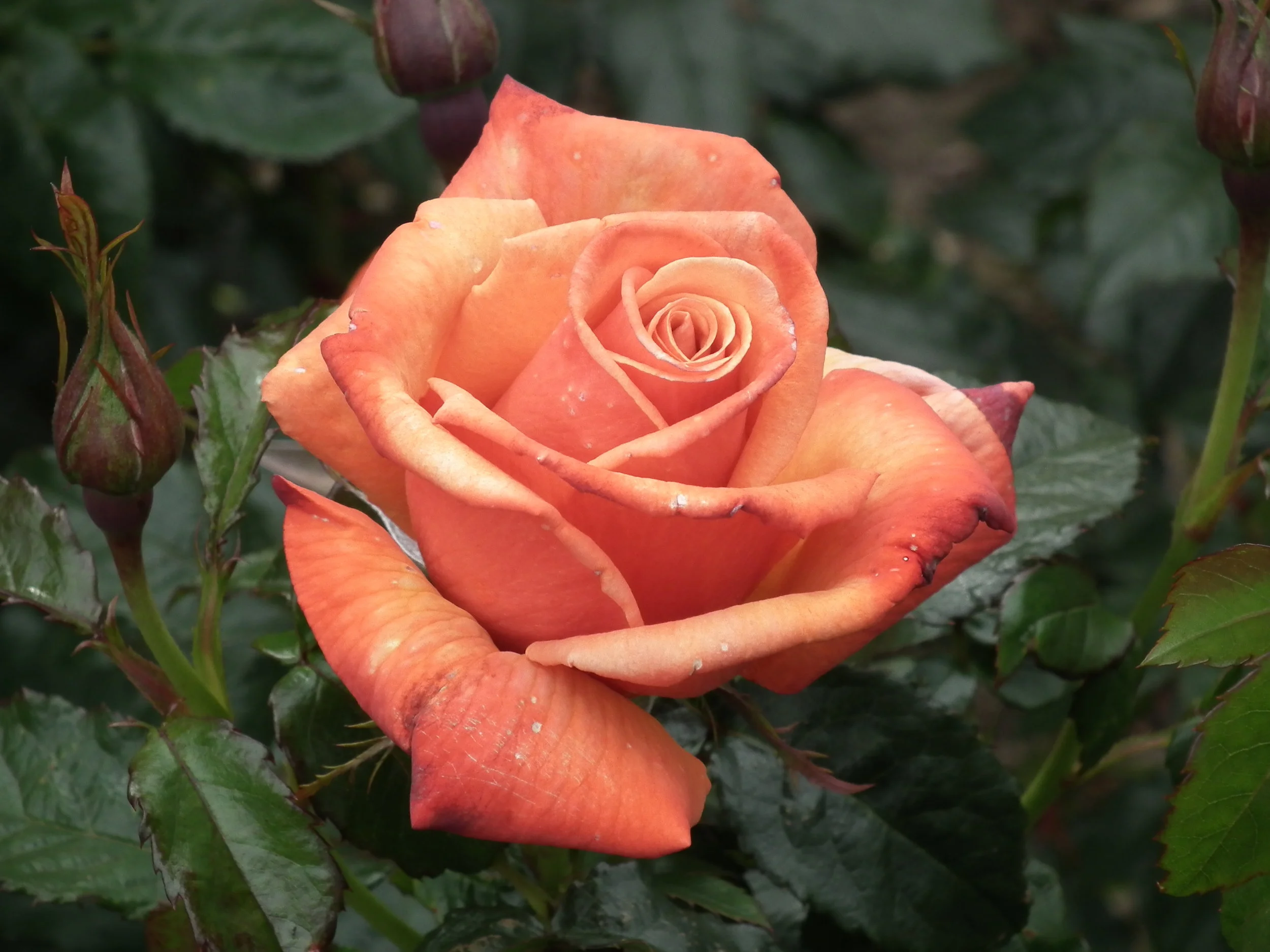Remember Me (Cocdestin) - Hybrid Tea Rose