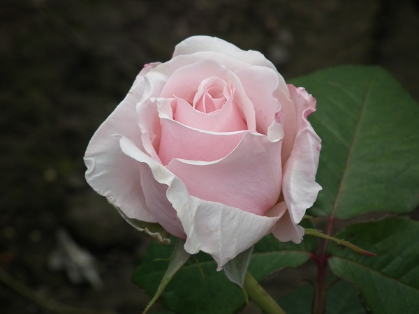 Savoy Hotel (Harvintage) - Hybrid Tea Rose