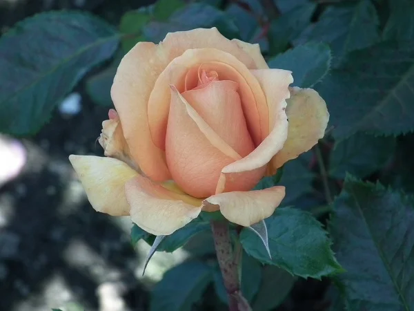 Simply The Best (Macamster) - Hybrid Tea Rose