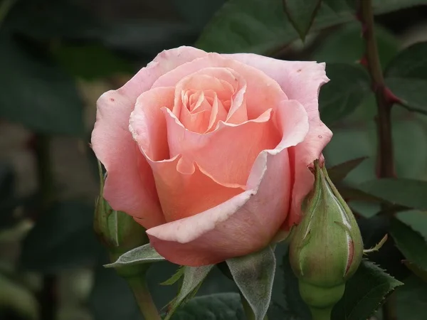 Warm Wishes (Fryxotic) - Hybrid Tea Rose