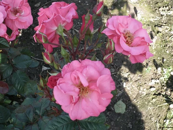 Friend For Life (Cocnanne) - Floribunda Rose