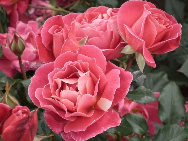 Happy Anniversary (Bedfranc) - Floribunda Rose