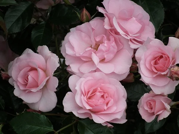 Happy Retirement (Tantoras) - Floribunda Rose
