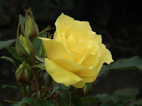 Korresia - Floribunda Rose