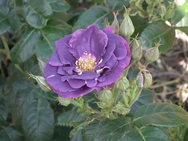 Rhapsody In Blue - Floribunda Rose