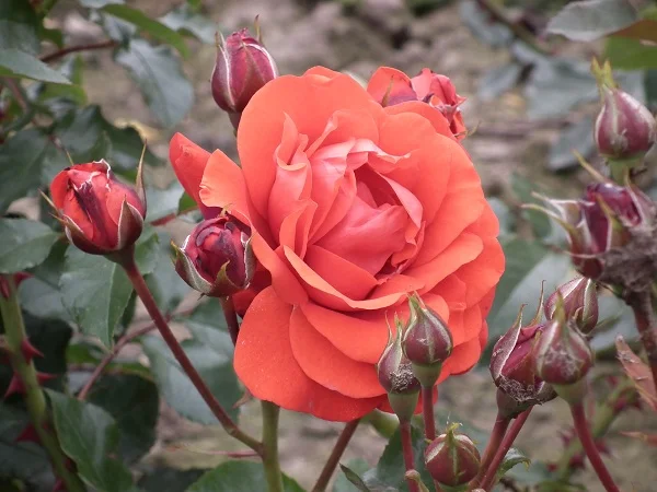 Trumpeter (Mactru) - Floribunda Rose