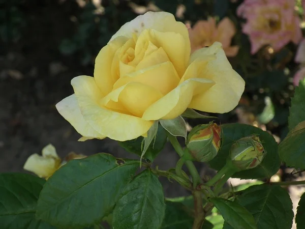 Chinatown - Floribunda Rose