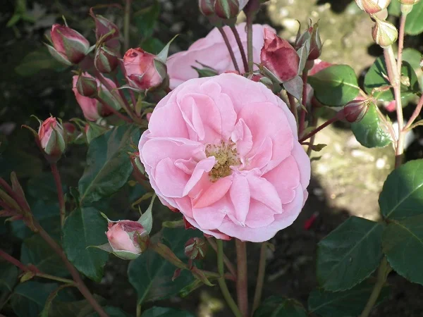 Dearest - Floribunda Rose