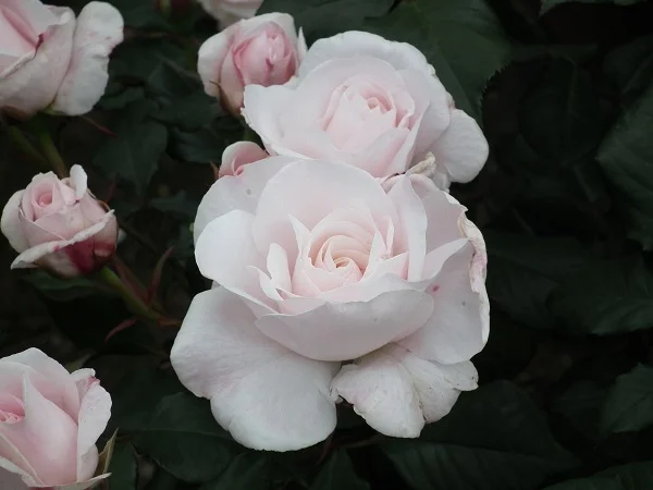 English Miss - Floribunda Rose