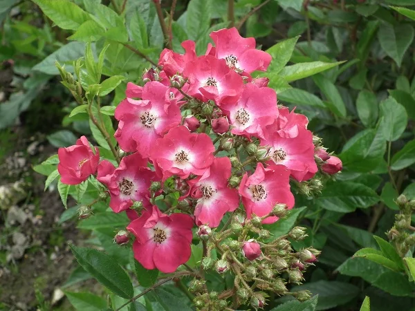 Marjorie Fair - Floribunda Rose