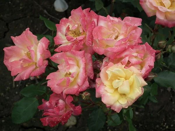 Masquerade - Floribunda Rose