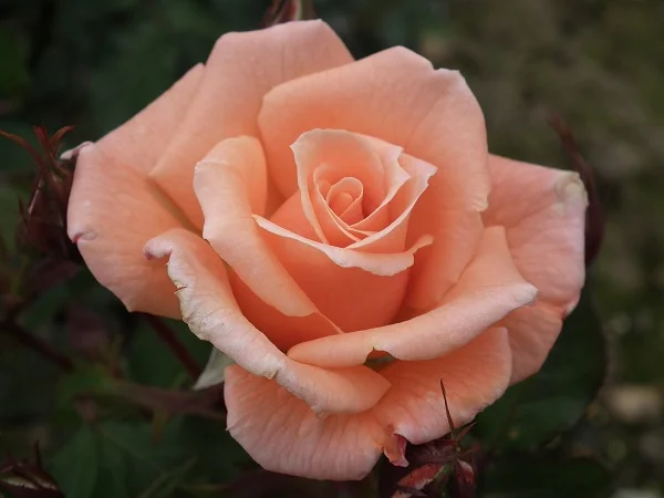 Cider Cup - Patio Rose