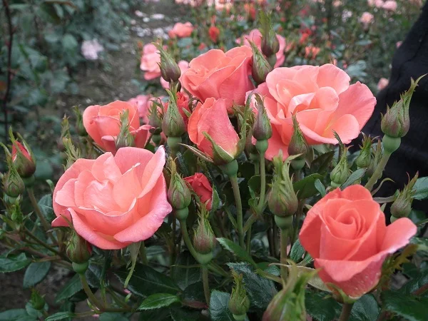Conservation - Patio Rose