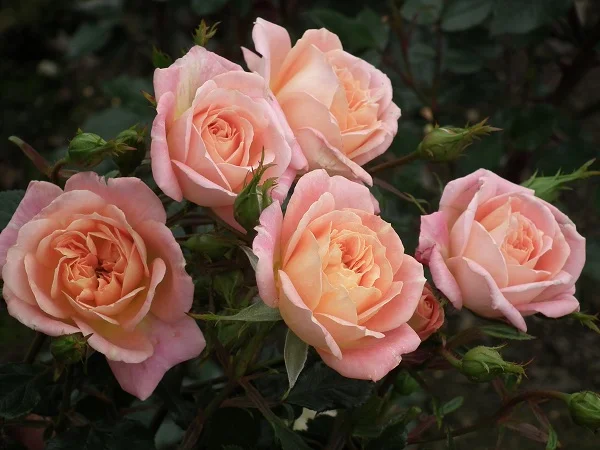Honey Bunch - Patio Rose