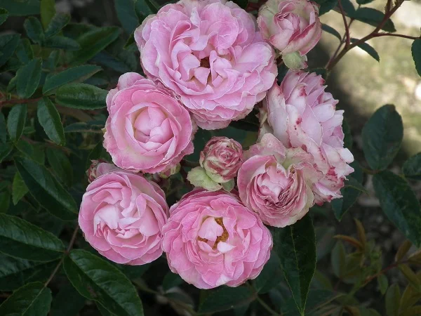 Pearl Anniversary - Patio Rose
