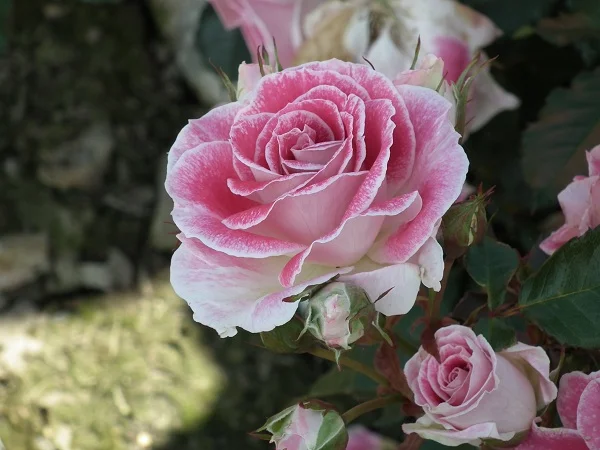 Regensberg - Patio Rose