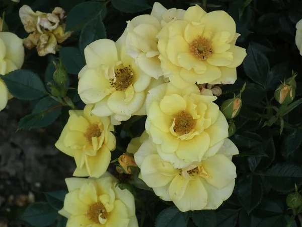 Ray of Sunshine - Patio Rose