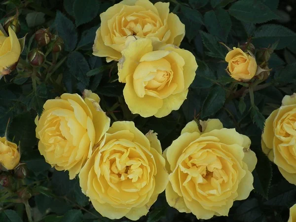 Sun Hit - Patio Rose