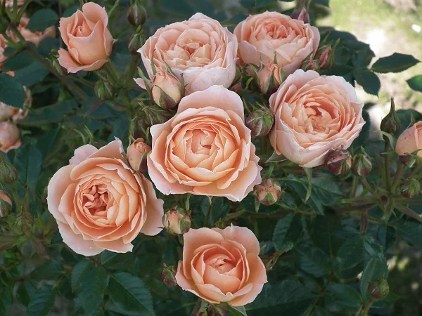 Sweet Dream - Patio Rose