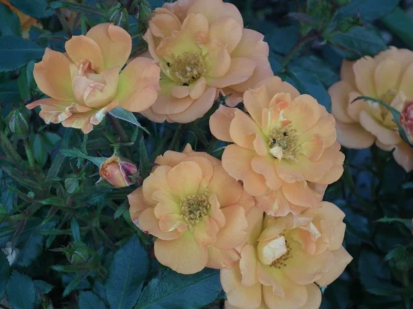 Sweet Magic - Patio Rose