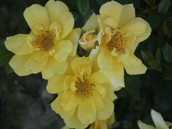 Baby Goldstar - Miniature Bush