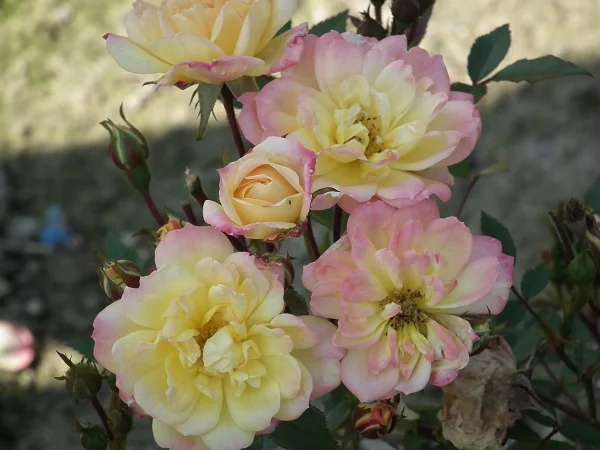 Baby Masquerade - Miniature Bush Rose