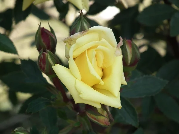 Bit O Sunshine - Miniature Bush Rose
