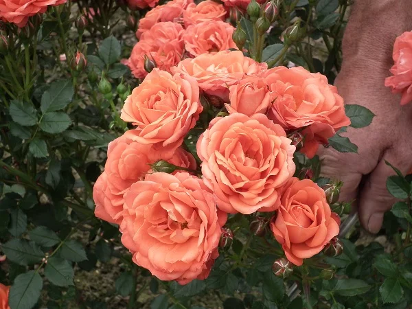 Mini Metro - Miniature Bush Rose