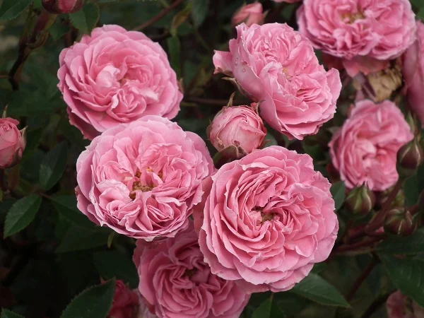 Judy Fischer - Miniature Bush Rose