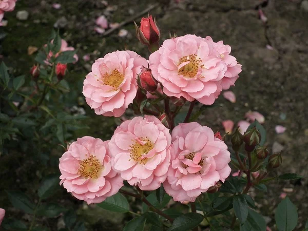 June Time - Miniature Bush Rose