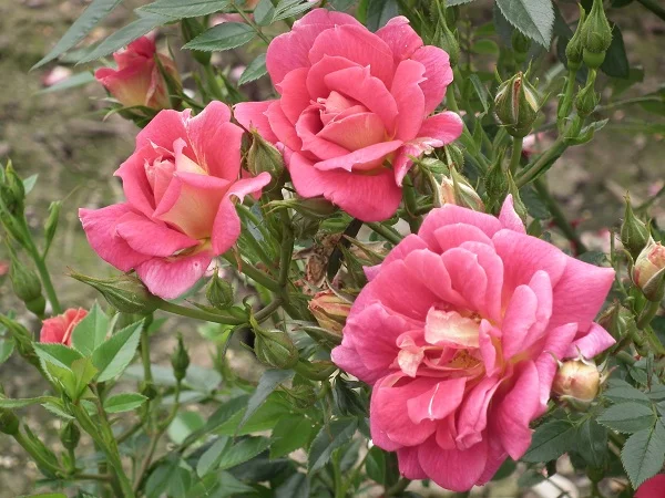 Little Flirt - Miniature Bush Rose