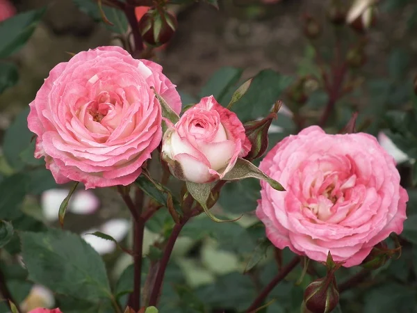 Magic Carousel - Miniature Bush Rose