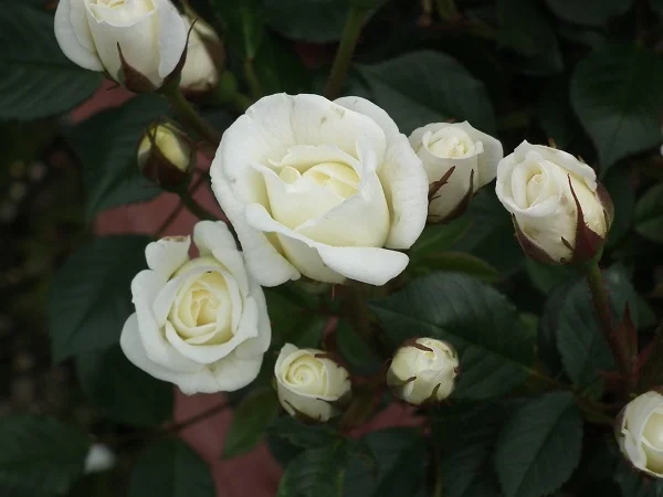 Pour Toi - Miniature Bush Rose
