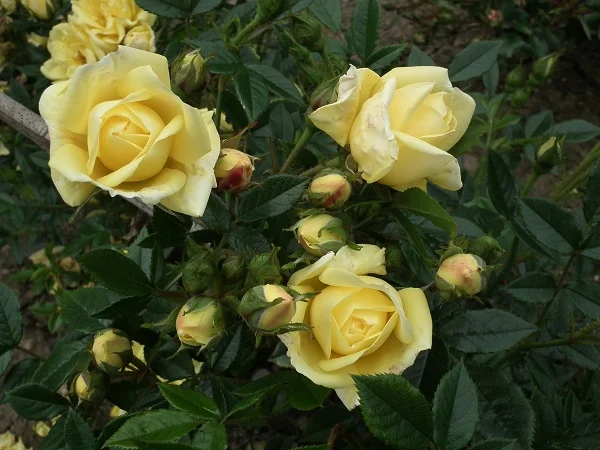 Rugal - Miniature Bush Rose