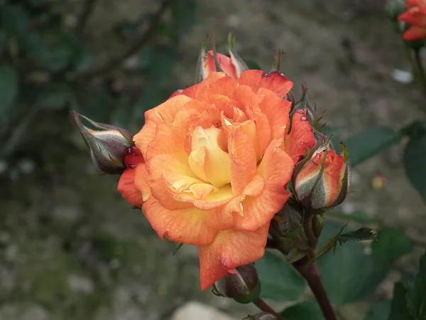 Sunmaid - Miniature Bush Rose