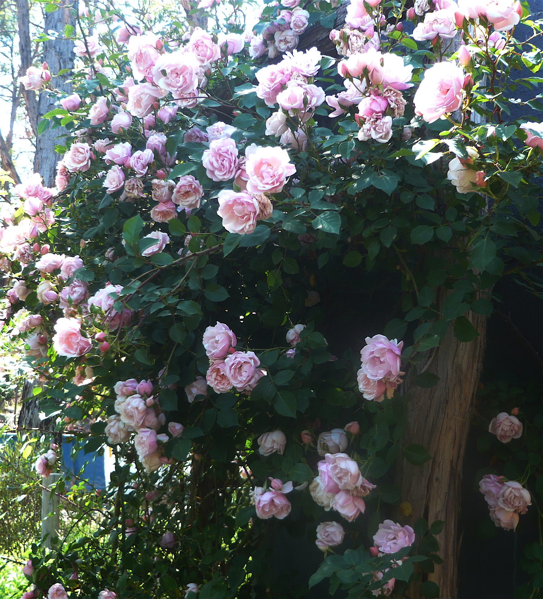 Buy Roses Online Parkside Nursery Rose Growers
