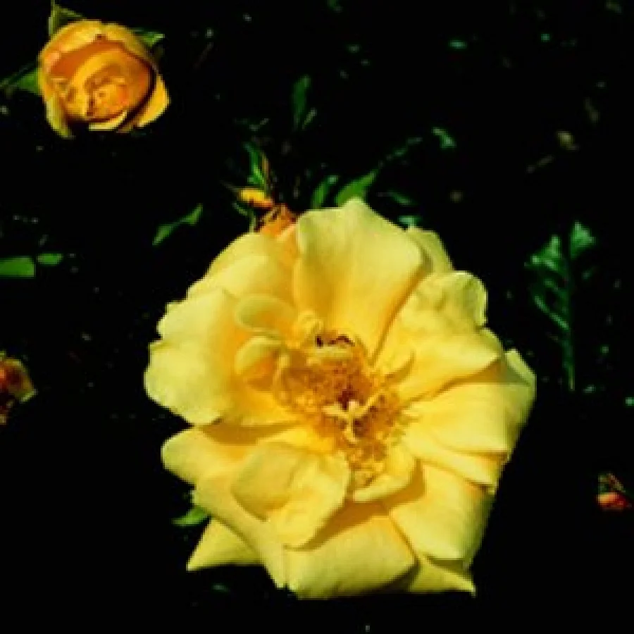 Emily Gray - Rambling Rose