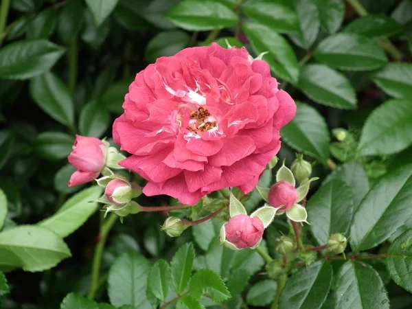 Excelsa - Rambling Rose