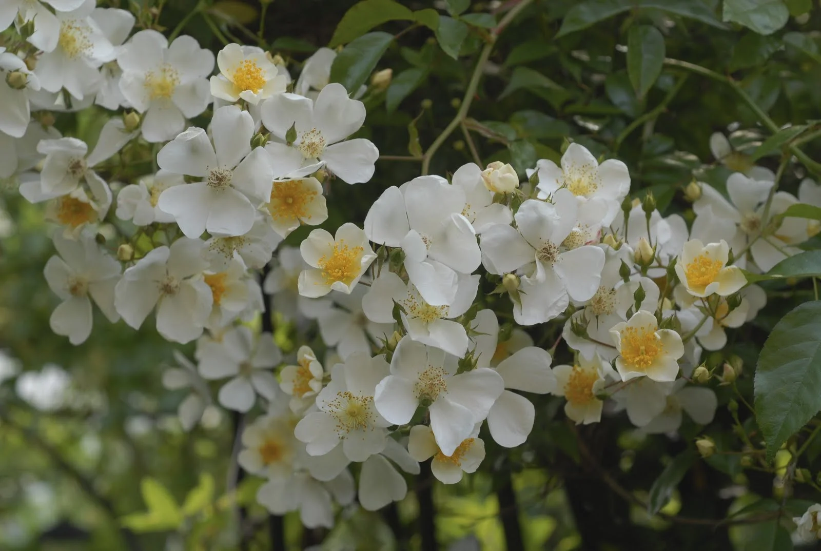 Kiftsgate - Rambling Rose