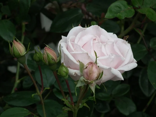 The New Dawn - Rambling Rose
