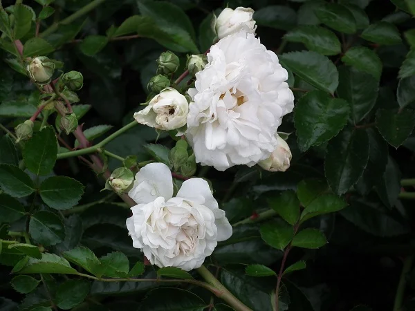Sanders' White - Rambling Rose