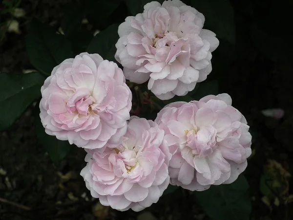 Blush Noisette - Climbing Rose