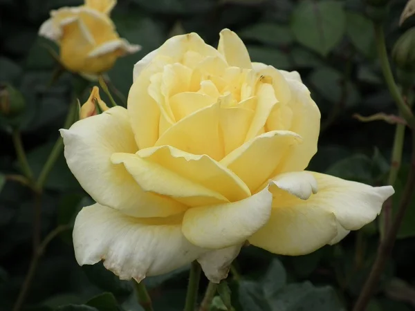 https://images.squarespace-cdn.com/content/v1/5a4ba83cd0e6283f8922348e/1515094818762-GV2D7ANTJJDJVBTSB4ON/Casino_Climbing_Rose.jpg?format=750w